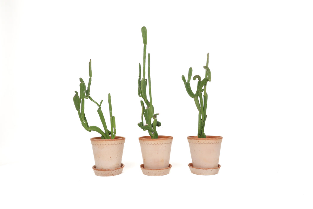Euphorbia sipolisii f. crestata