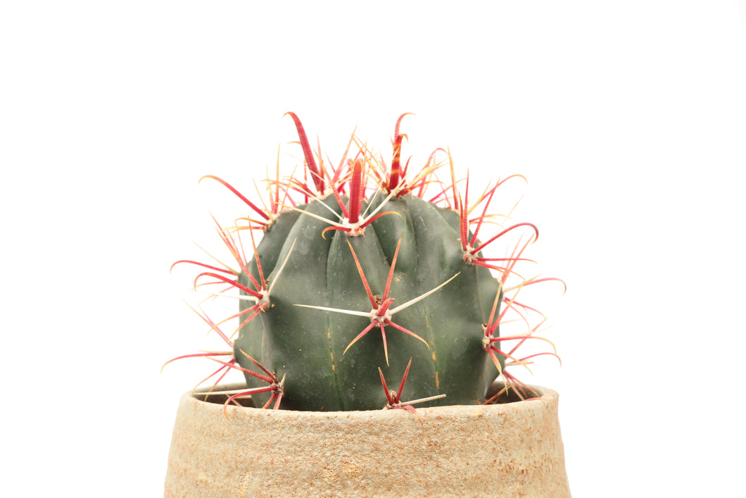 Ferocactus coloratus