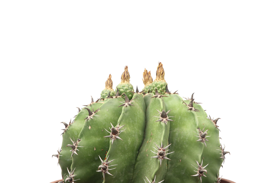 Ferocactus horridus f. brevispinus