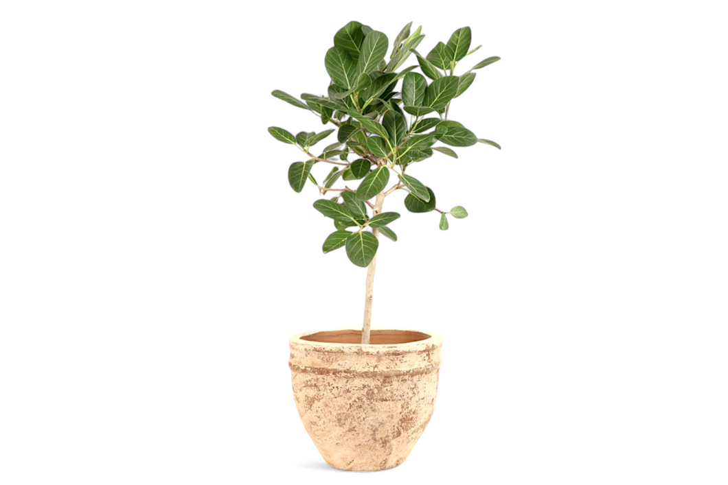 Ficus benghalensis 'Petite Audrey'