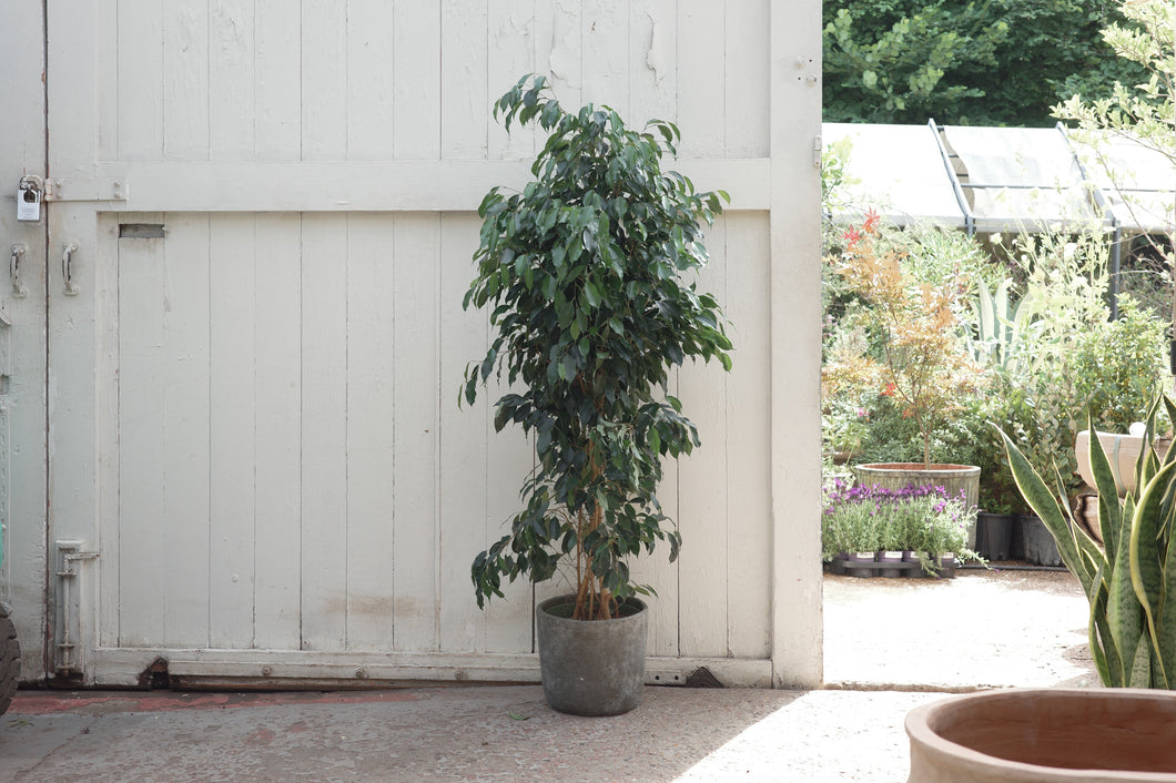 Ficus benjamina 'Midnight Lady'
