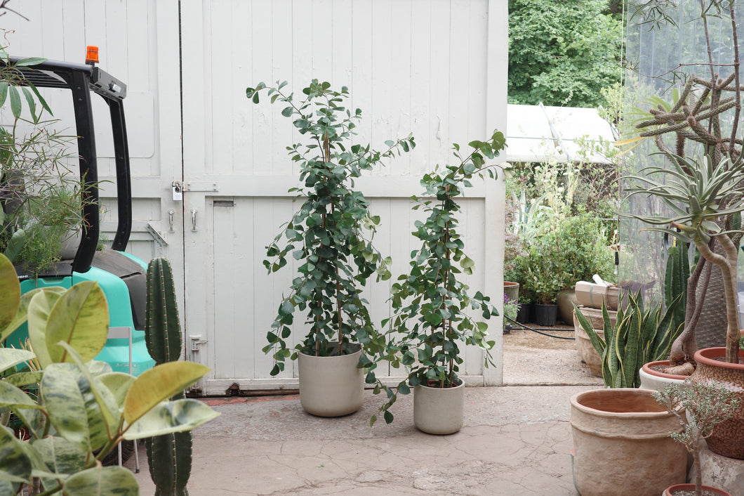 Ficus natalensis 'Trinova'