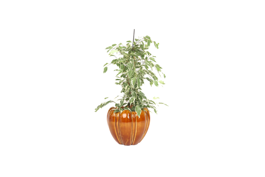 Ficus benjamina 'Twilight'