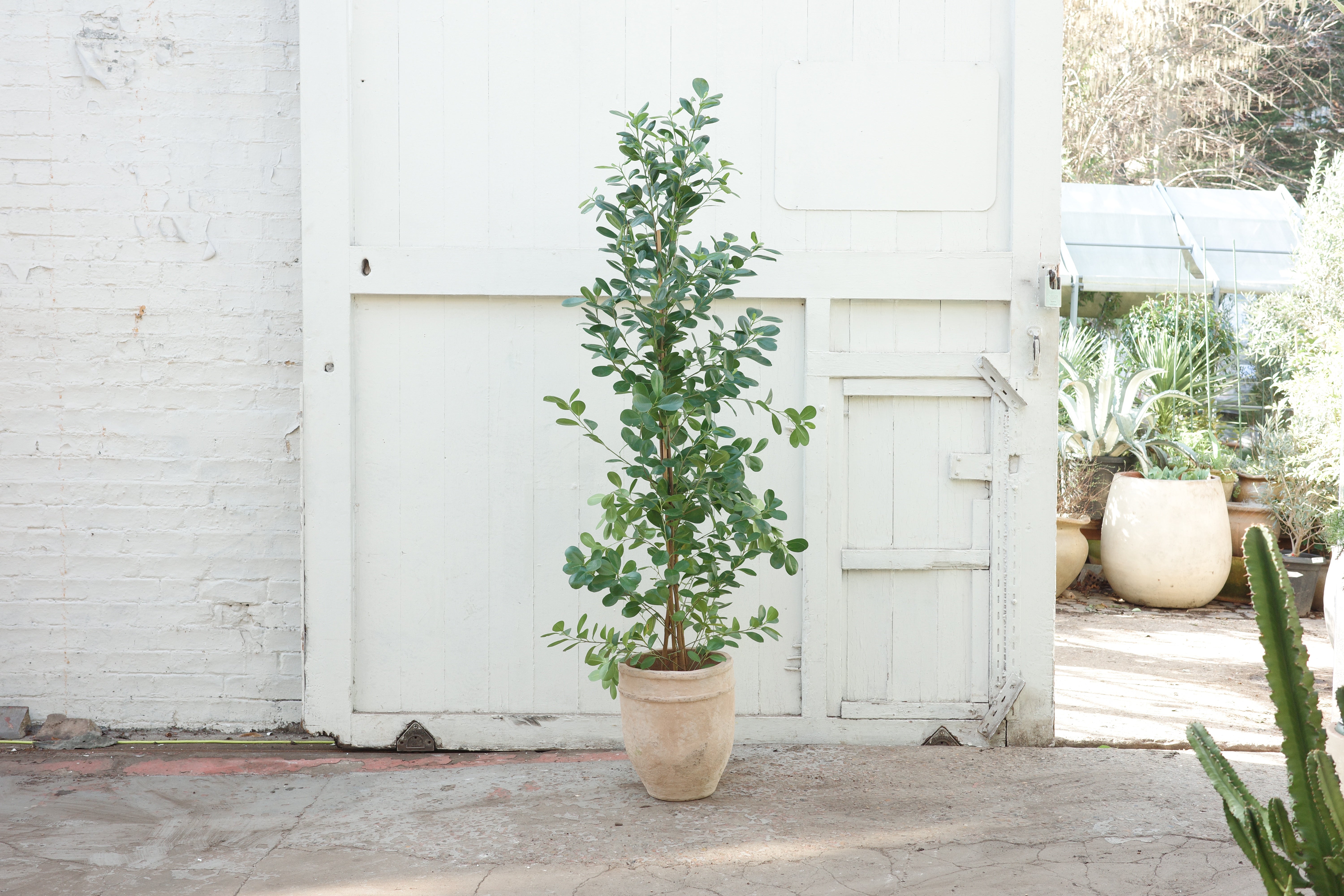Ficus microcarpa 'Moclame' – Conservatory Archives