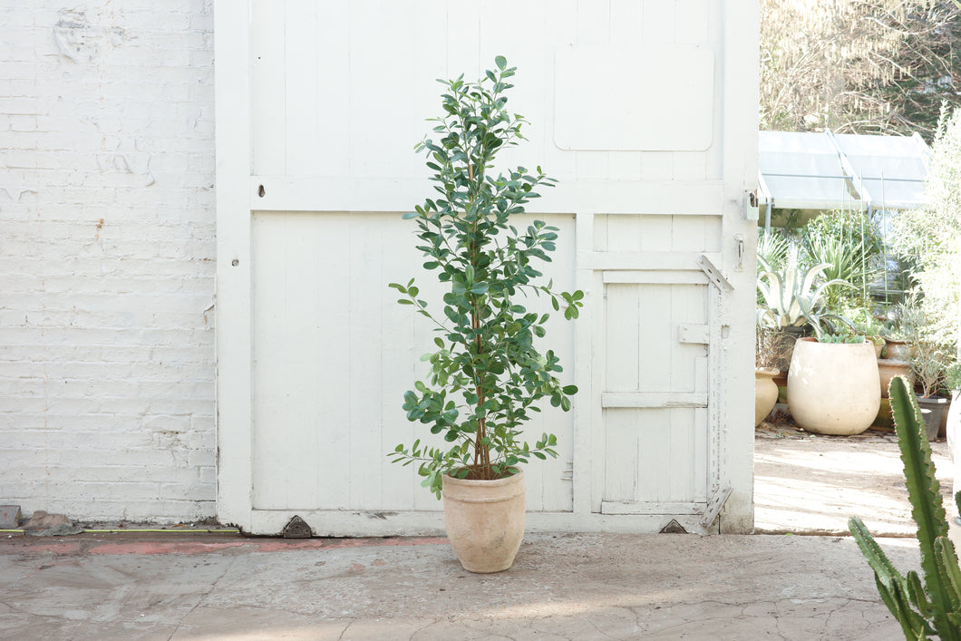 Ficus microcarpa 'Moclame'