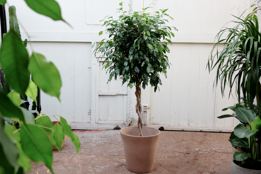 Ficus benjamina 'Exotica'