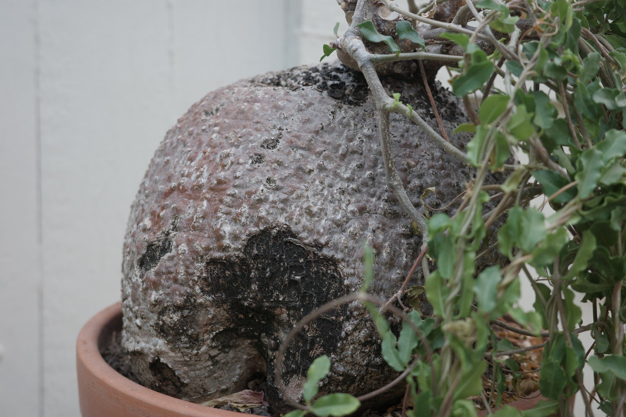 5 Graines Fockea Edulis - Plante Caudex Rare Facile D'Entretien - Semi Caudex Succulente