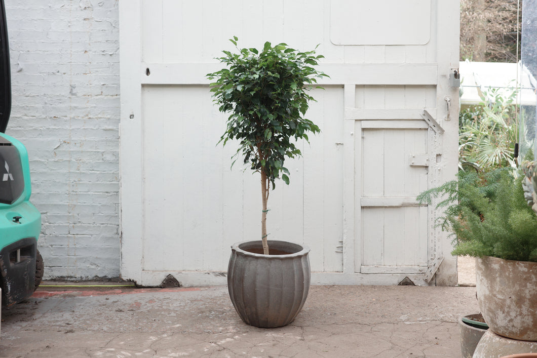 Ficus benjamina 'Danielle'