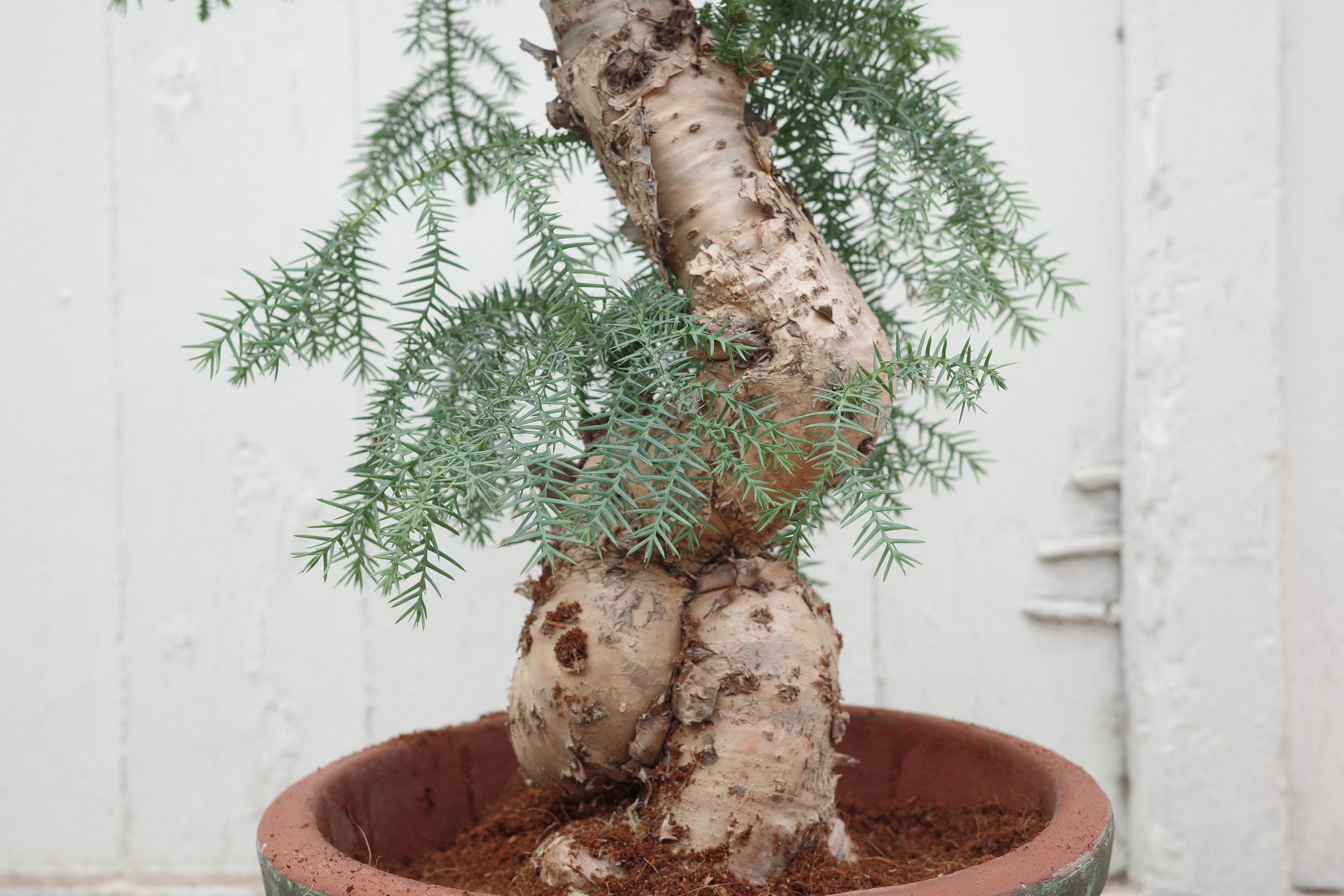 Araucaria cunninghamii – Conservatory Archives