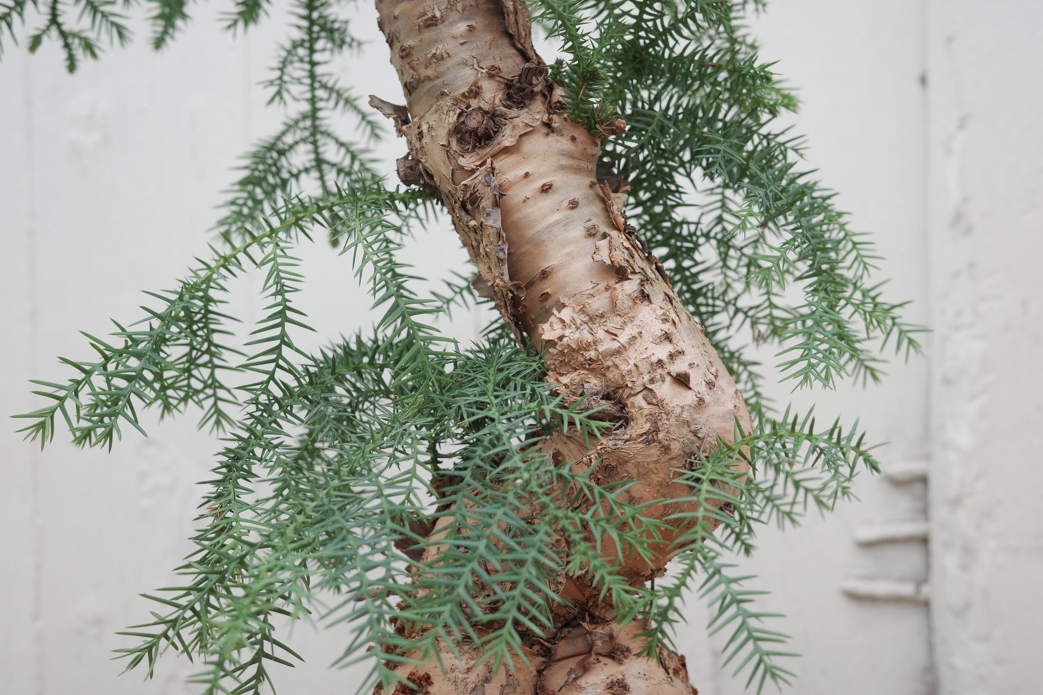 araucaria cunninghamii bonsai pflege Araucaria cunninghamii – Conservatory Archives