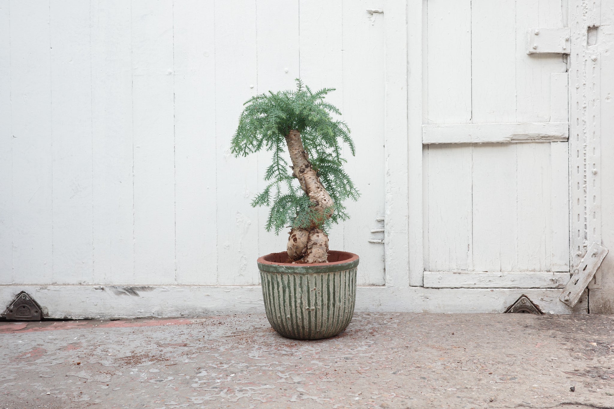 Araucaria cunninghamii – Conservatory Archives