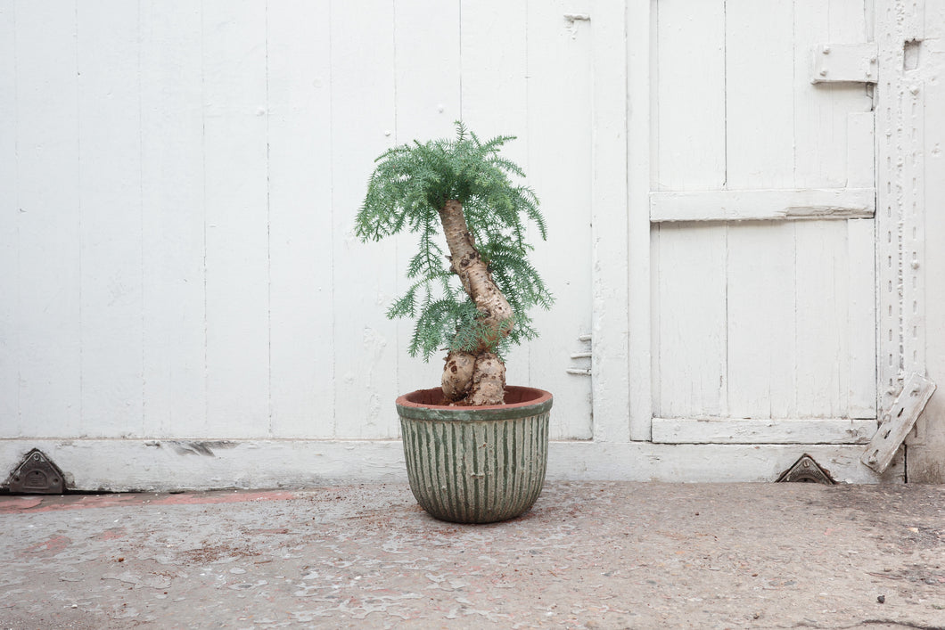 Araucaria cunninghamii