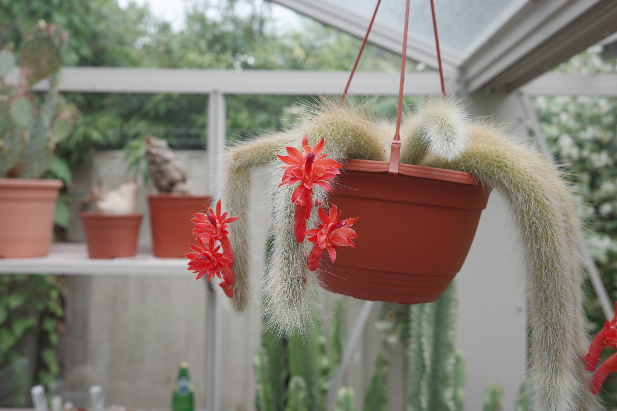 Cleistocactus colademononis – Conservatory Archives
