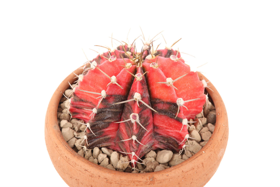 Gymnocalycium mihanovichii 'Hibotan Nishiki'