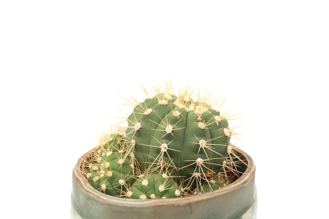 Gymnocalycium chacoense