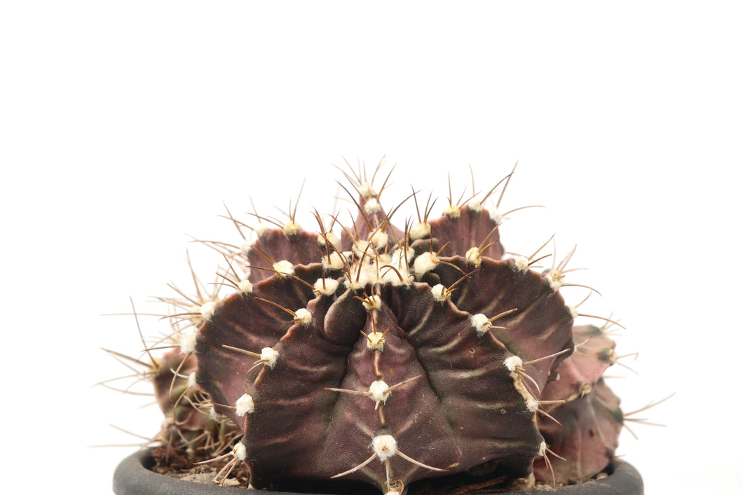 Gymnocalycium mihanovichii