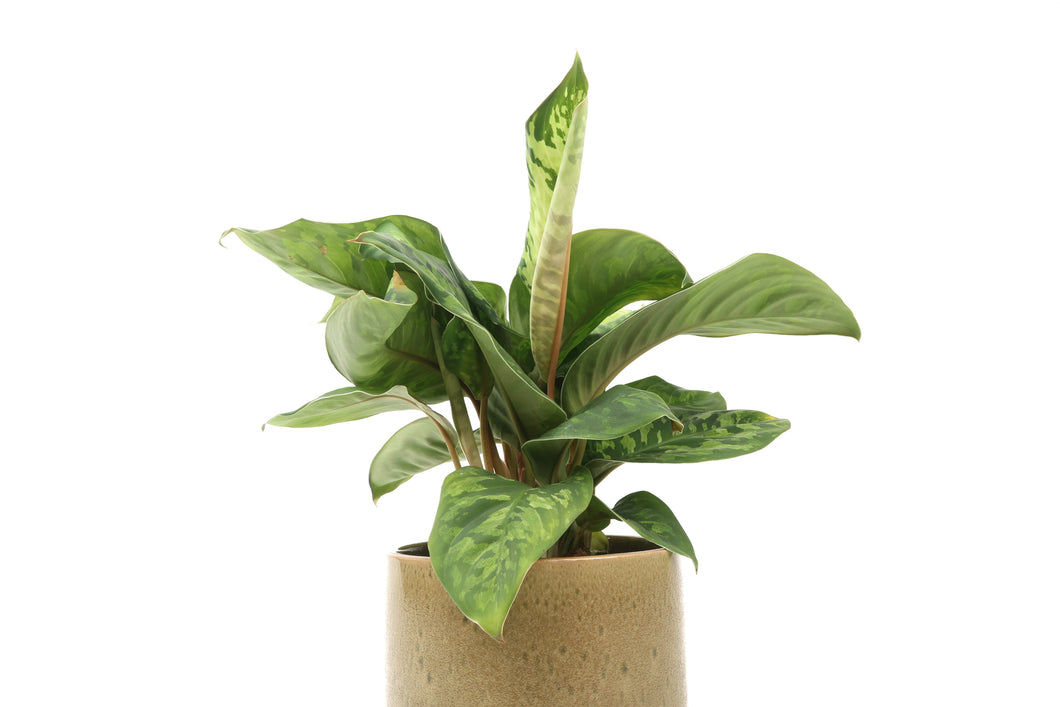 Homalomena wallisii 'Camouflage'