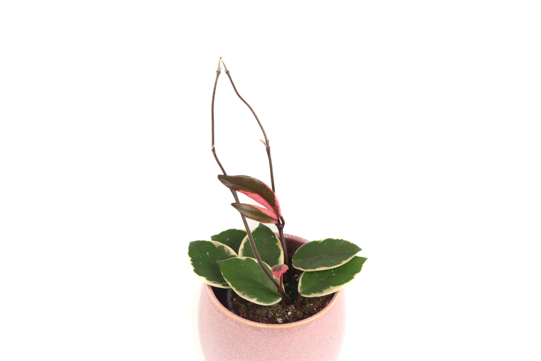 Hoya carnosa 'Flamingo Dream' – Conservatory Archives