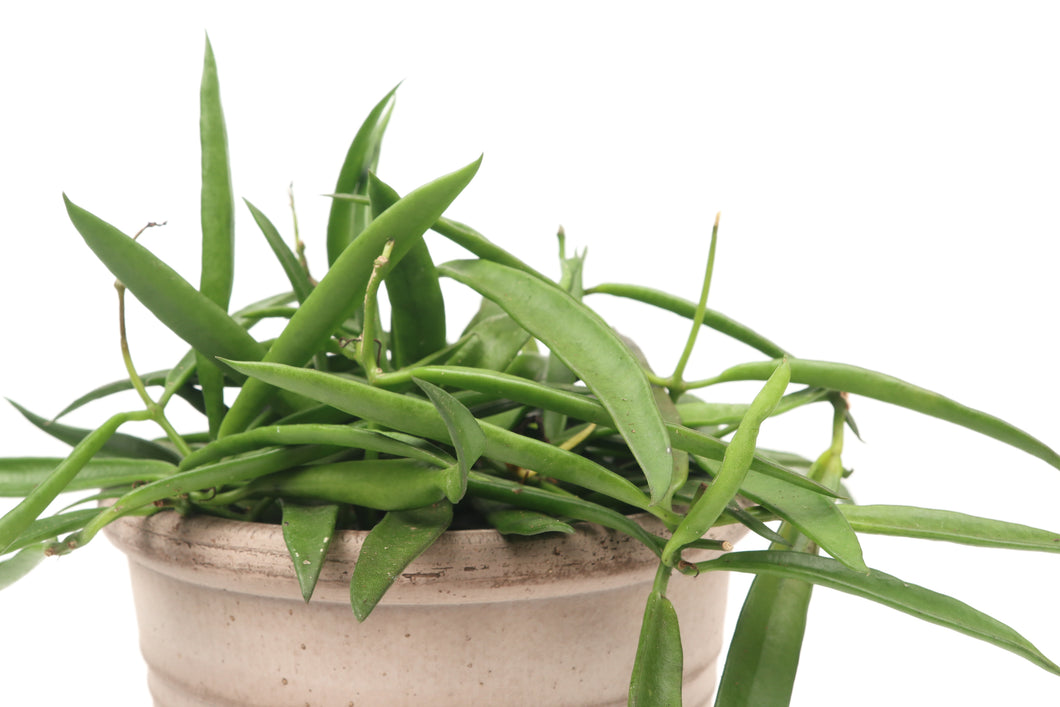 Hoya longifolia