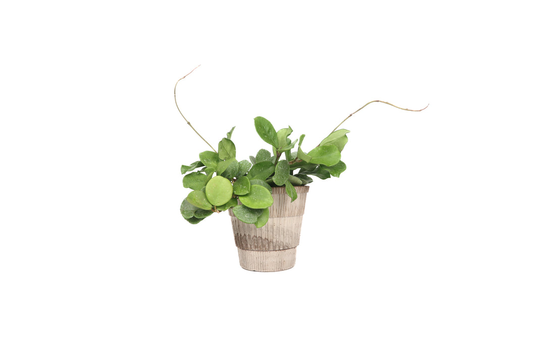 Hoya obovata
