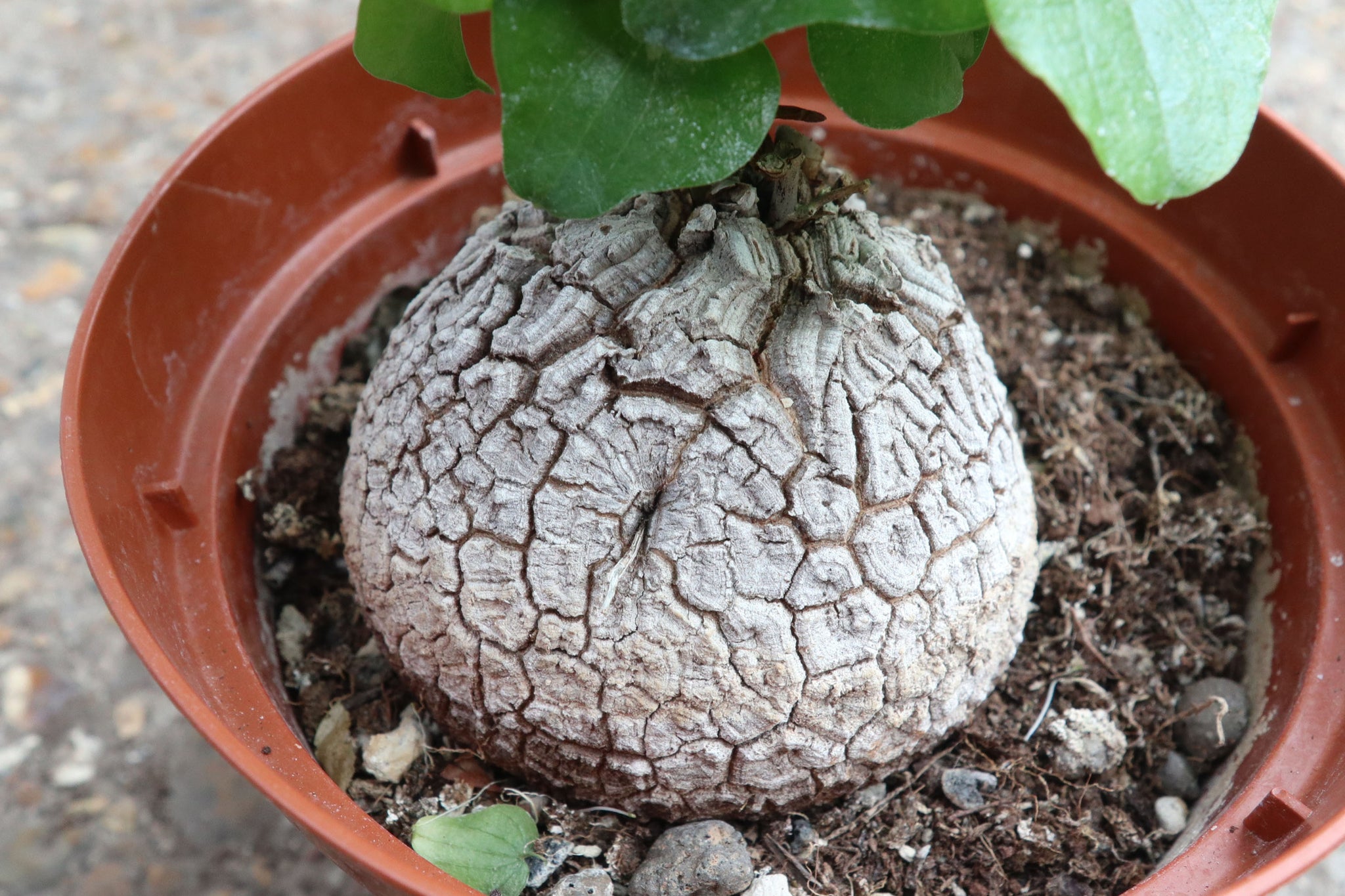 Dioscorea elephantipes – Conservatory Archives