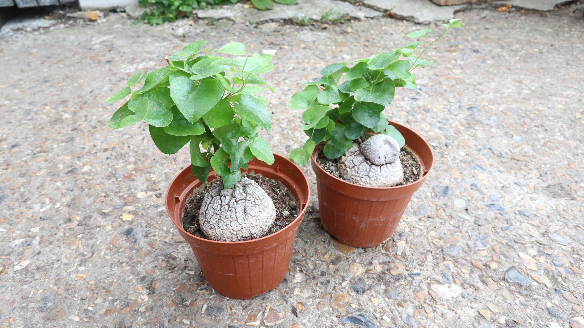 No.635 Dioscorea elephantipes アフリカ亀甲竜　実生 枝を切って出荷する】35 【Chen】塊根植物 Dioscorea elephantipes
