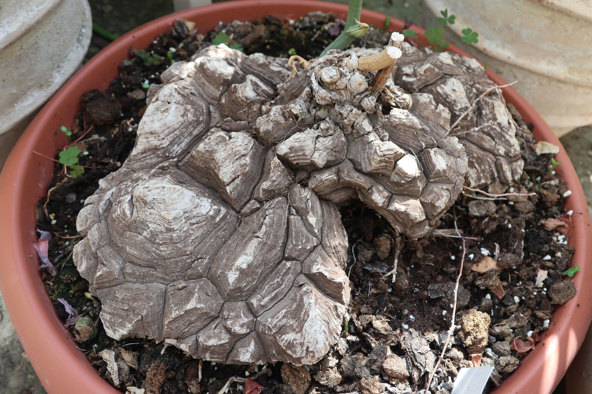 Dioscorea mexicana – Conservatory Archives