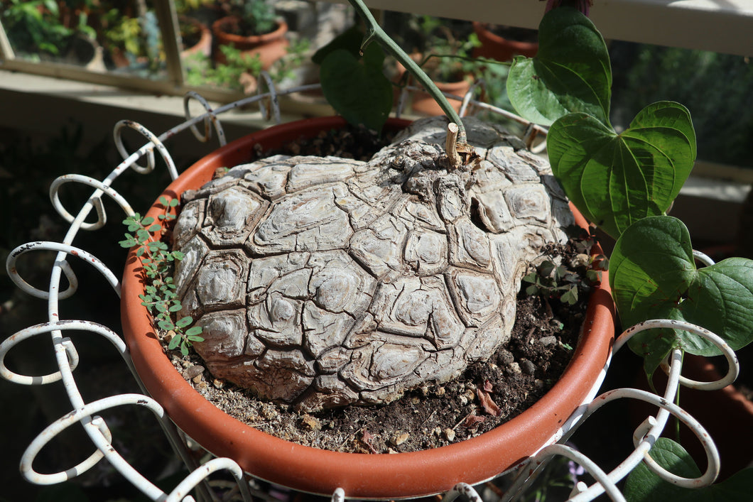 Dioscorea mexicana