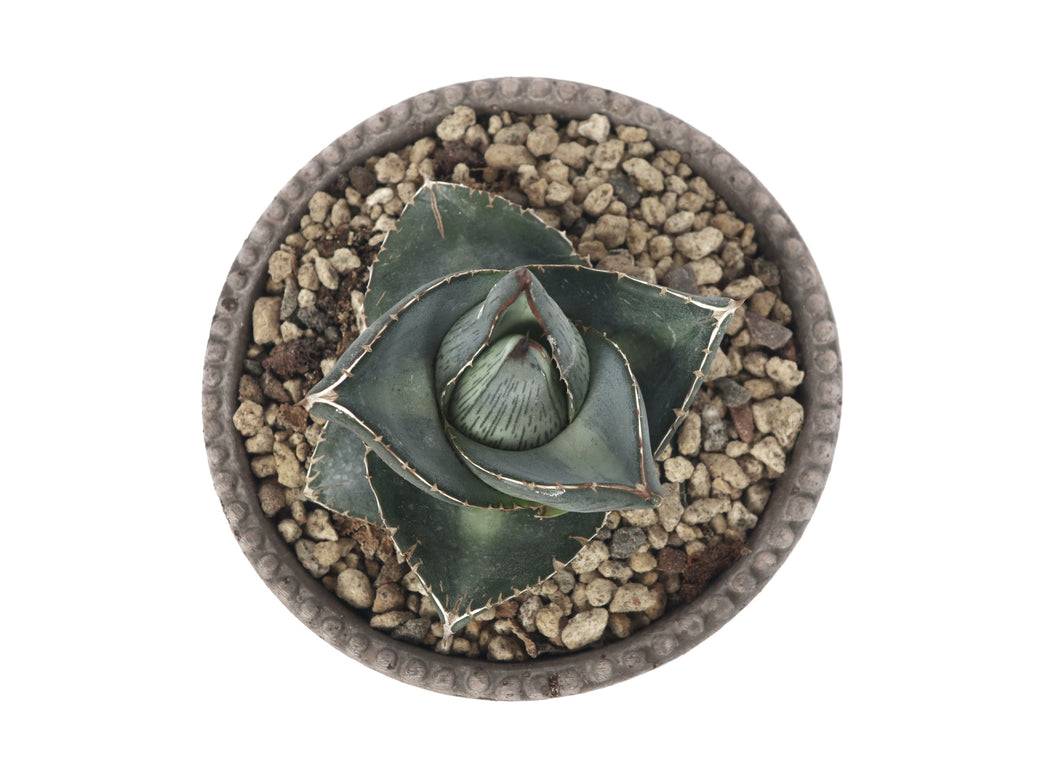 Agave pumila