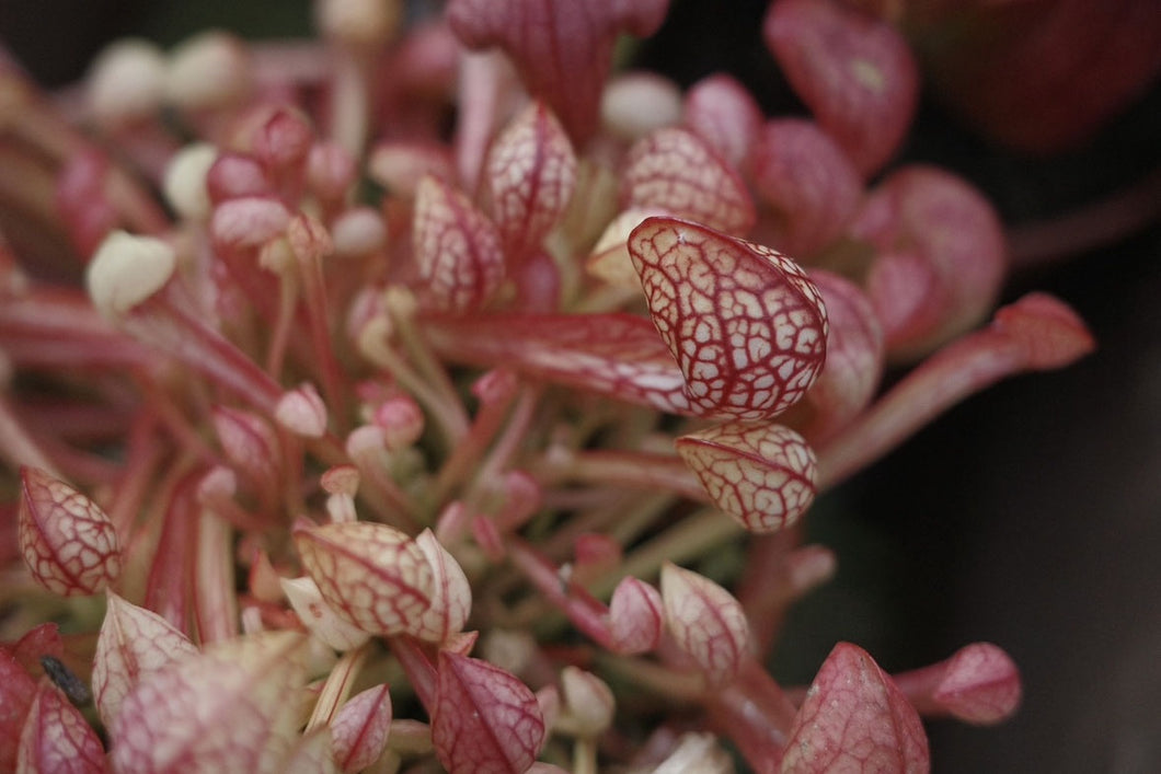 Sarracenia psittacina