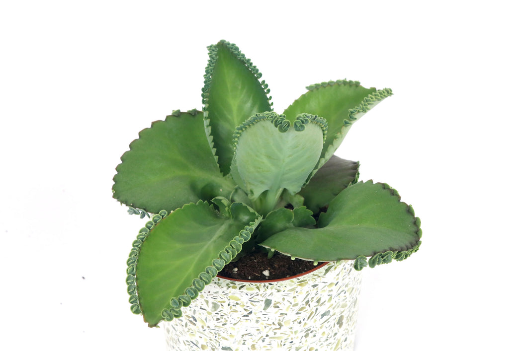 Kalanchoe daigremontiana