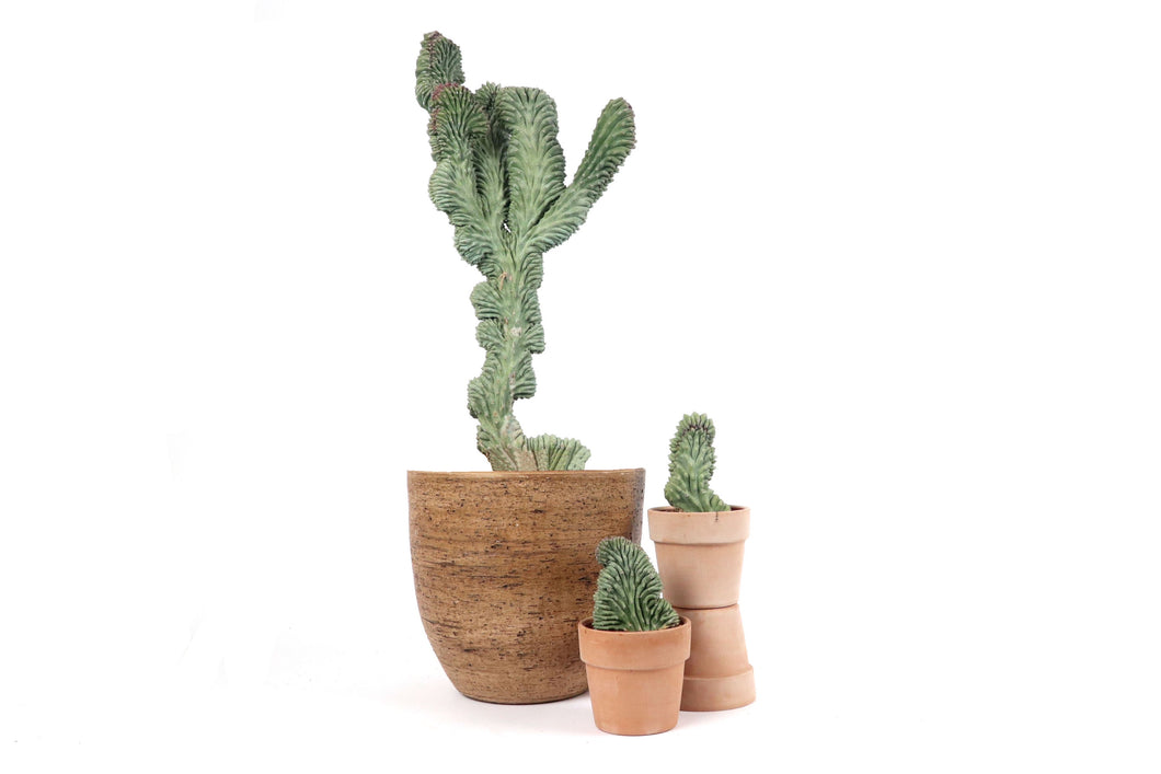 Pachycereus (Lophocereus) schottii f. cristatus