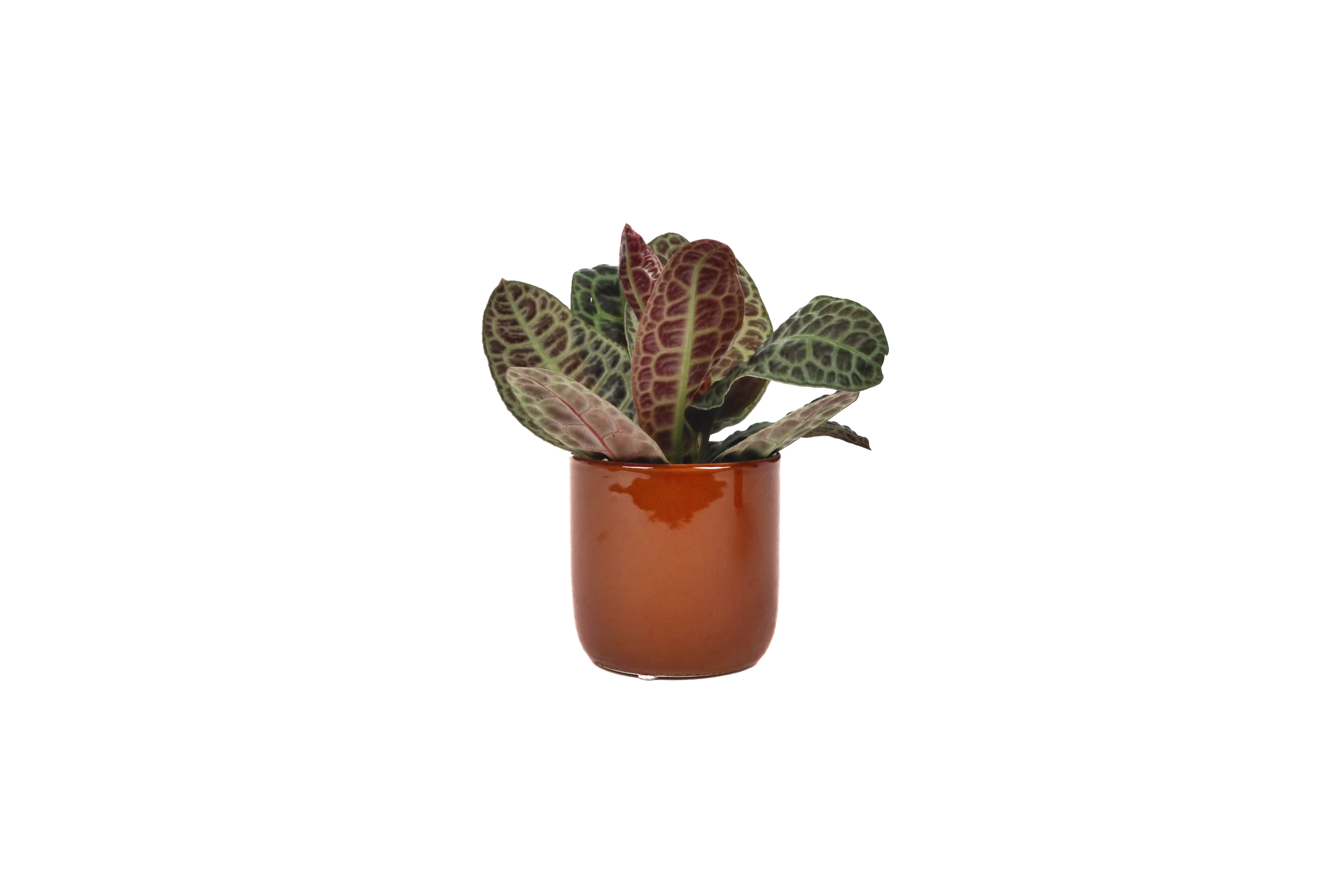 Labisia 'Turtle back' – Conservatory Archives