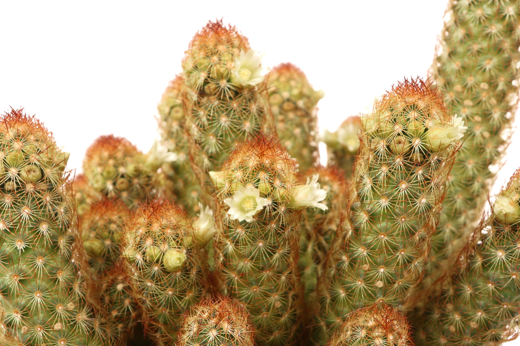 Mammillaria elongata – Conservatory Archives