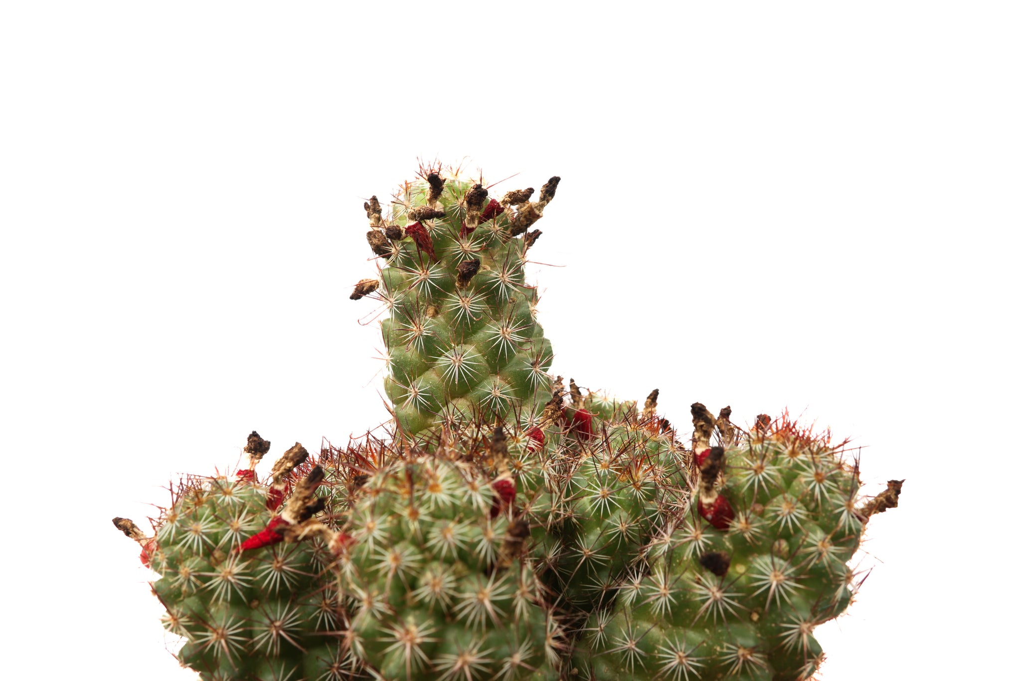 Mammillaria fraileana – Conservatory Archives