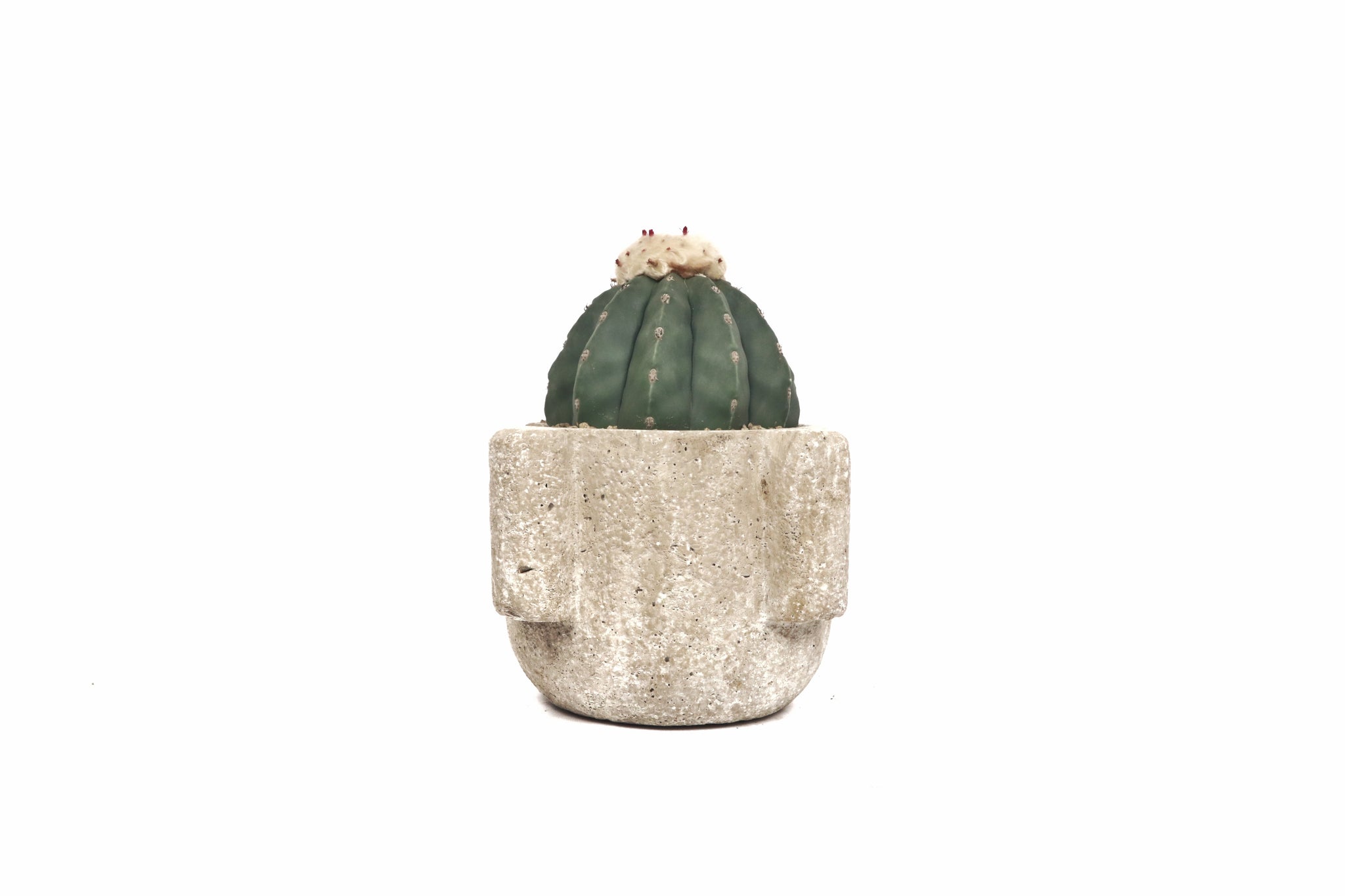 Melocactus maxonii var. inermis – Conservatory Archives