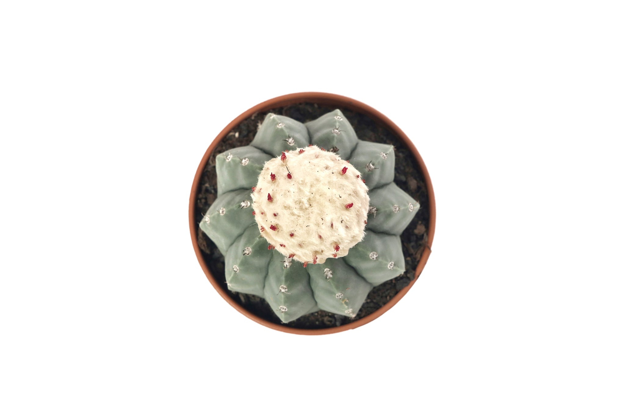 Melocactus maxonii var. inermis – Conservatory Archives