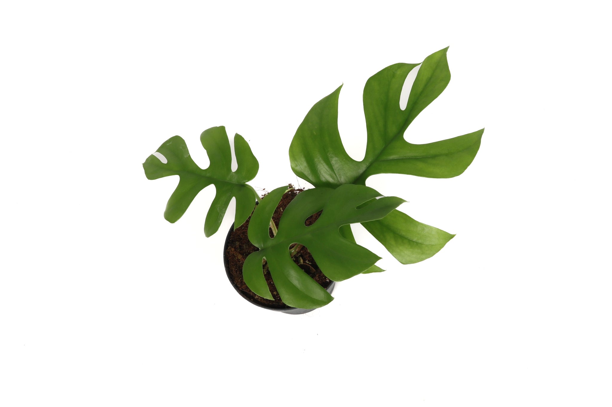 Monstera deliciosa 'Little Sister' – Conservatory Archives