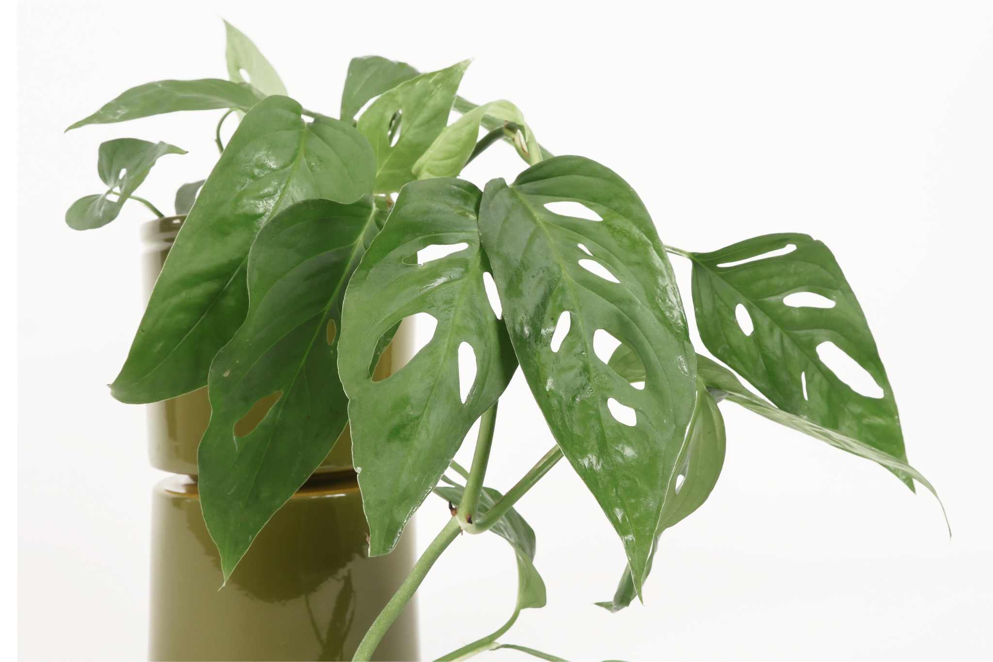 Monstera acuminata – Conservatory Archives