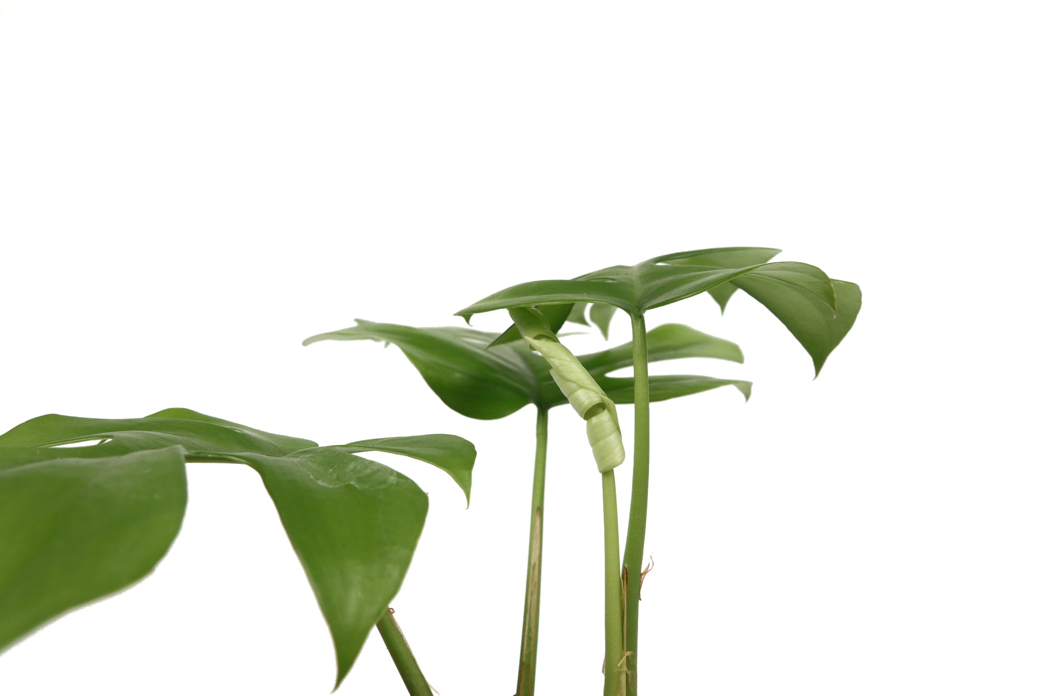 Monstera deliciosa 'Little Sister' – Conservatory Archives