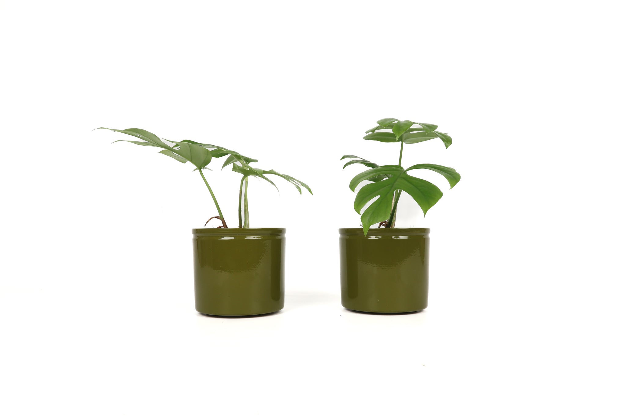Monstera deliciosa 'Little Sister' – Conservatory Archives