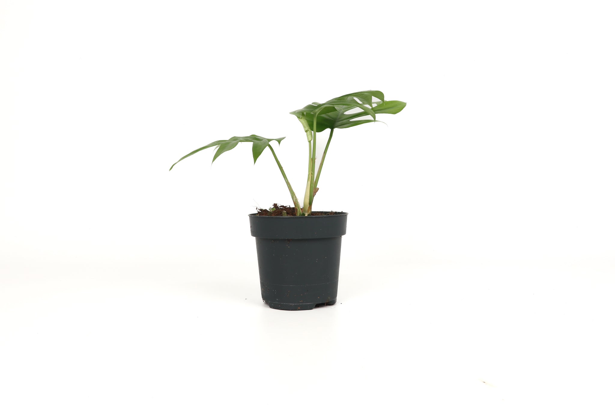snake plant laurentii Sansevieria laurentii 'Snake Plant' – Snakeroot Botanicals main image 0