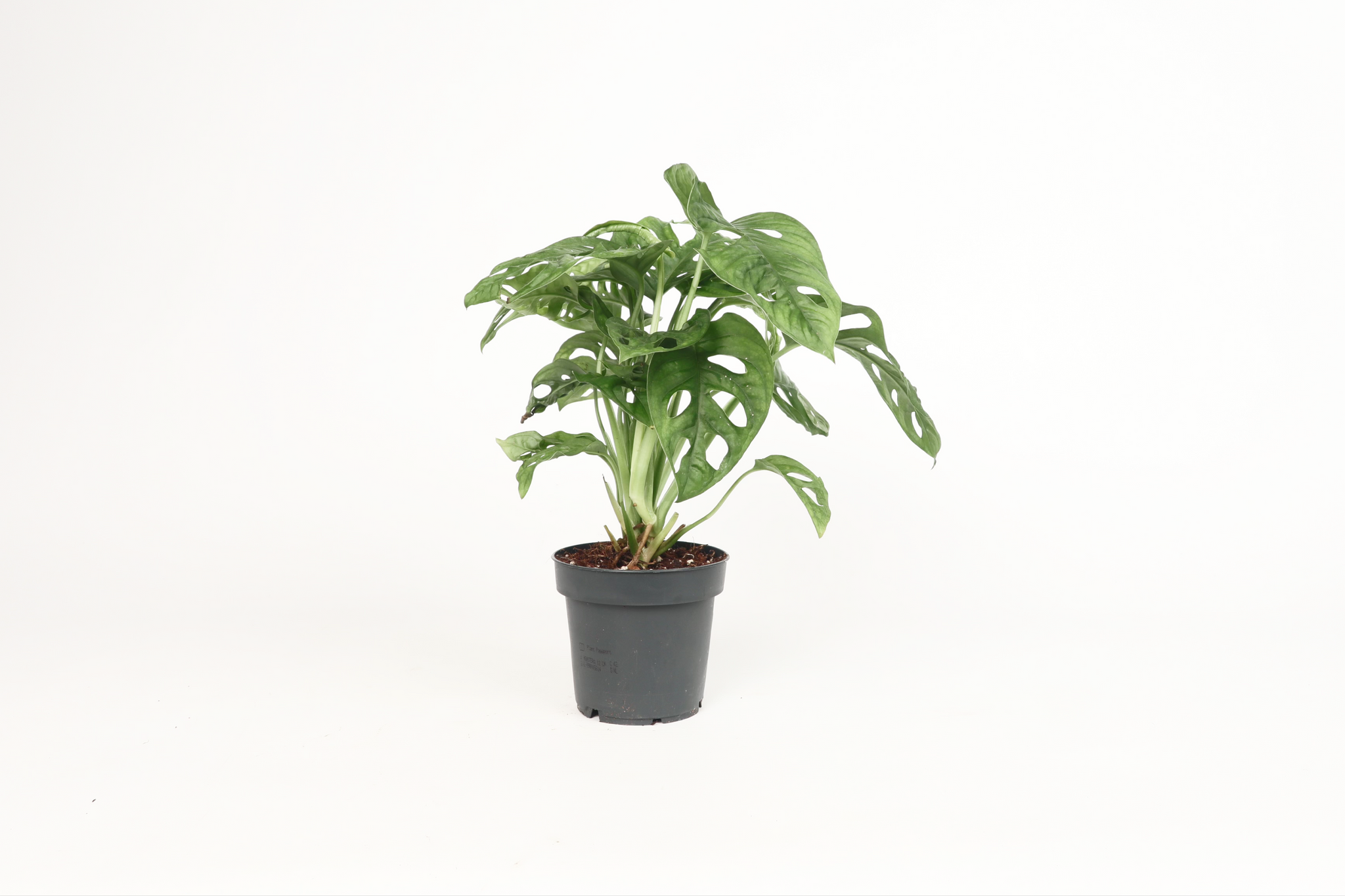 Monstera obliqua – Conservatory Archives