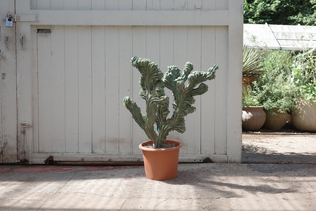 Myrtillocactus geometrizans f.cristata Specimen 38 / 100