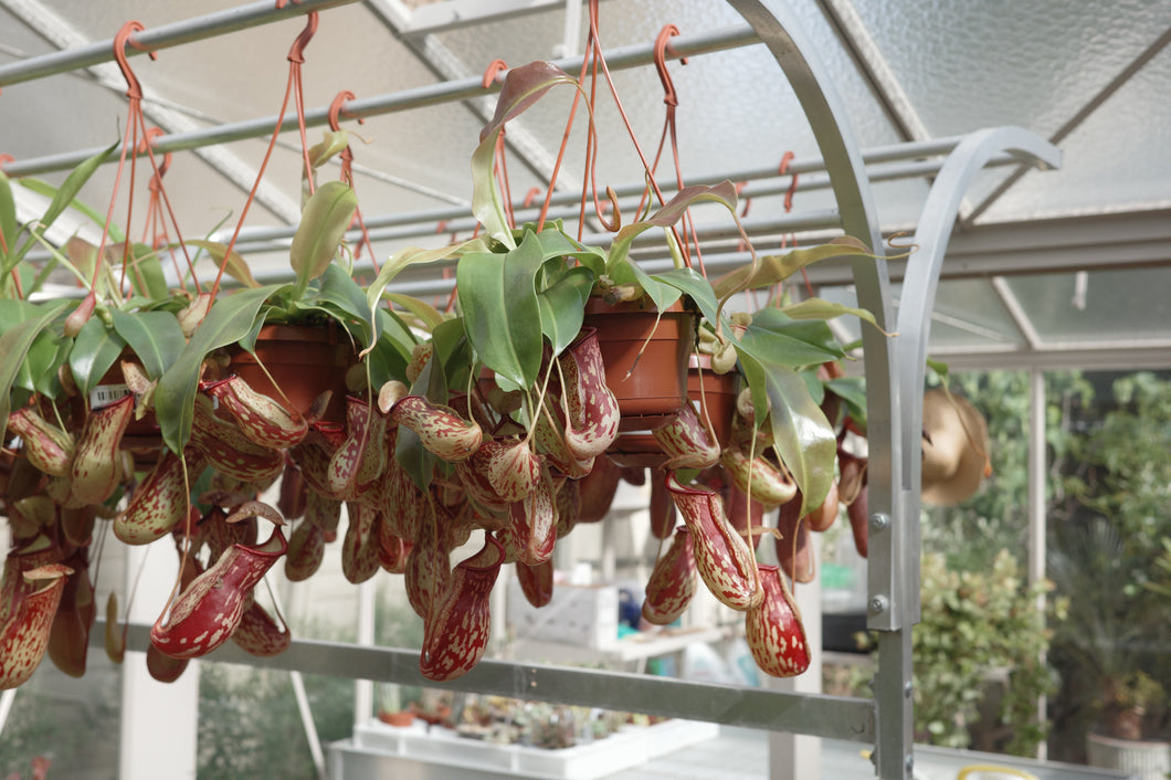 Nepenthes 'Gaya'