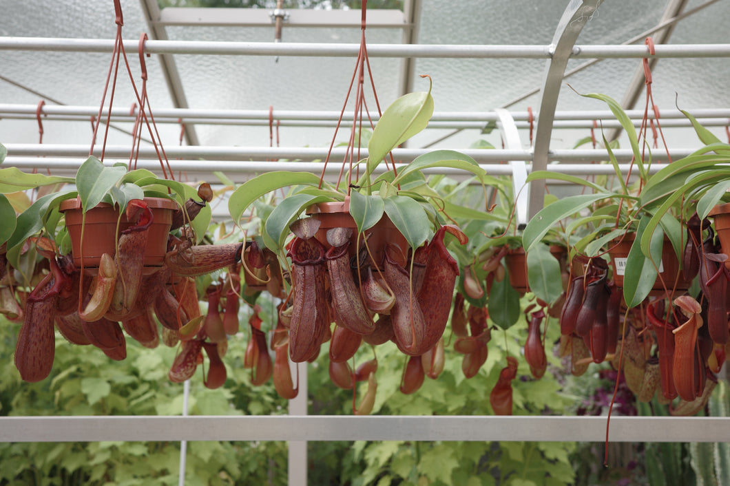 Nepenthes 'Rob'