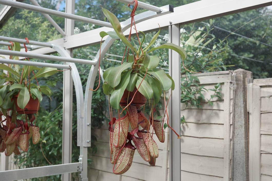 Nepenthes 'Sam'