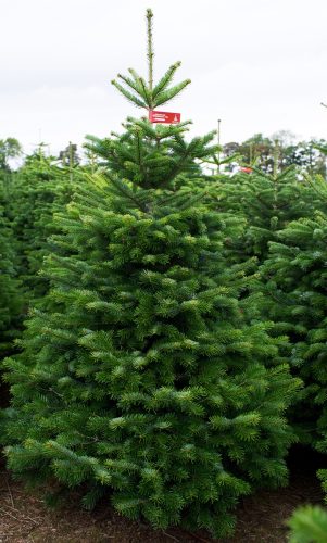 Premium Nordmann Fir
