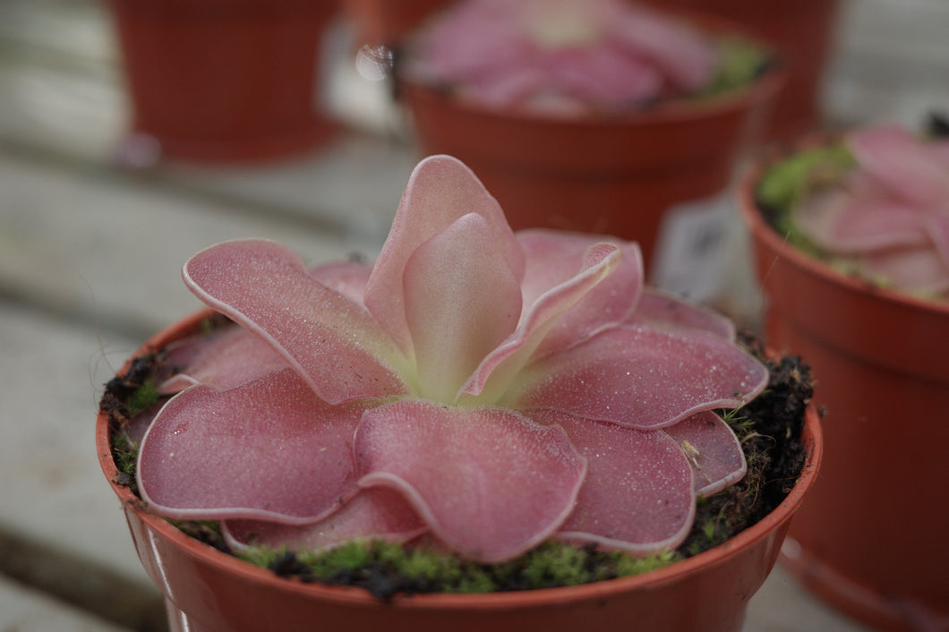 Pinguicula 'Weser'