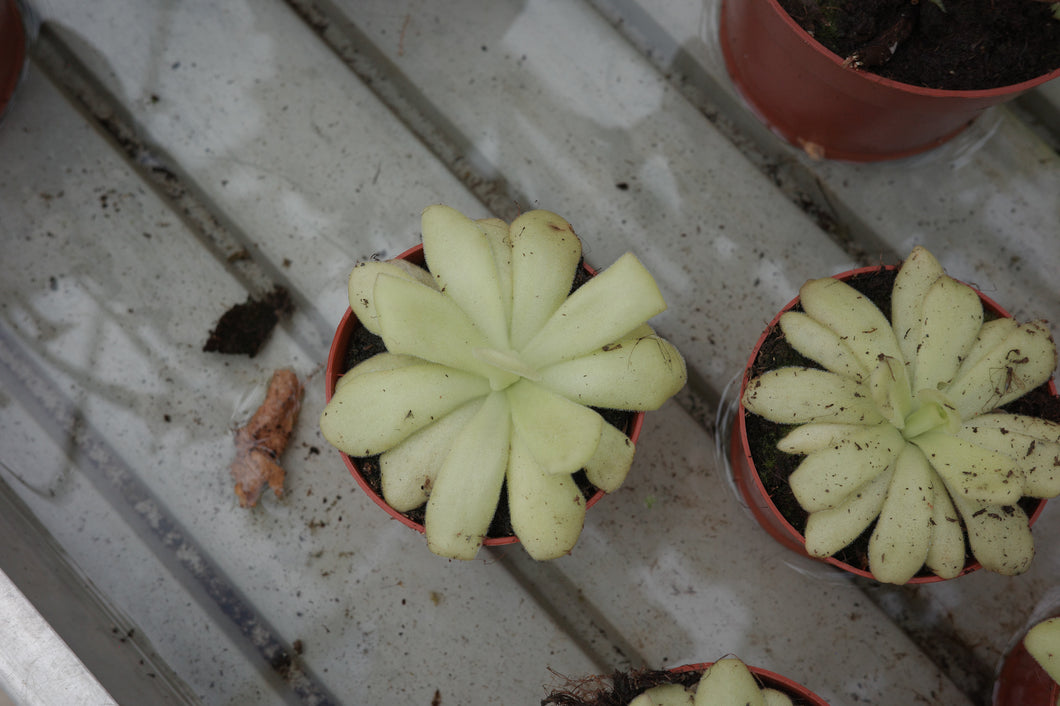 Pinguicula agnata